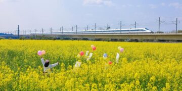 A tourist visits a rapeseed flower field as a high-speed train runs past in Longmatan District of Luzhou, southwest China's Sichuan Province, on Feb. 26, 2026. (Photo by Mu Ke/Xinhua)